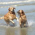 Golden Beach Patrol #Golden #hobby #plaża #psy