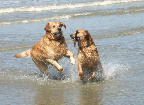 Golden Beach Patrol #Golden #hobby #plaża #psy