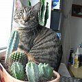 Lubię kaktusy