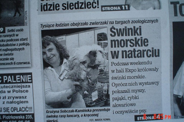 III międzynarodowa wystawa rasowych świnek morskich - Łódź
