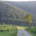 sorbus accuparia wita strudzonego wędrowca...