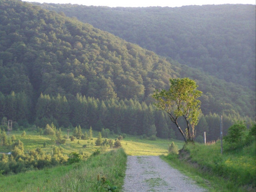 sorbus accuparia wita strudzonego wędrowca...