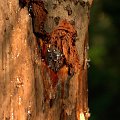 żywica saczaca sie z drzewa po obgryzieniu kory przez bobra