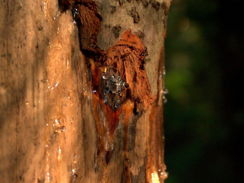 żywica saczaca sie z drzewa po obgryzieniu kory przez bobra