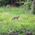 vulpes vulpes.L