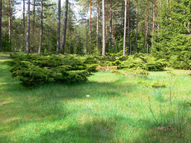 Drzewa, krzewy, kwiaty, cisza i spokój. Miejsce warte odwiedzenia. #KopnaGóra #Arboretum