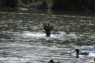 Fujifilm S9600 (28-300mm)
+ Photoshop #Ptaki #kaczki