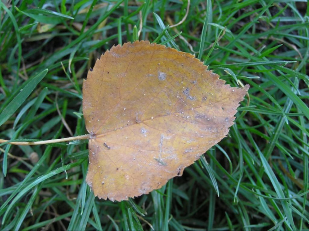 Park Skaryszewski na Pradze