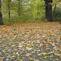 Łazienki ... w złotych kolorach liści