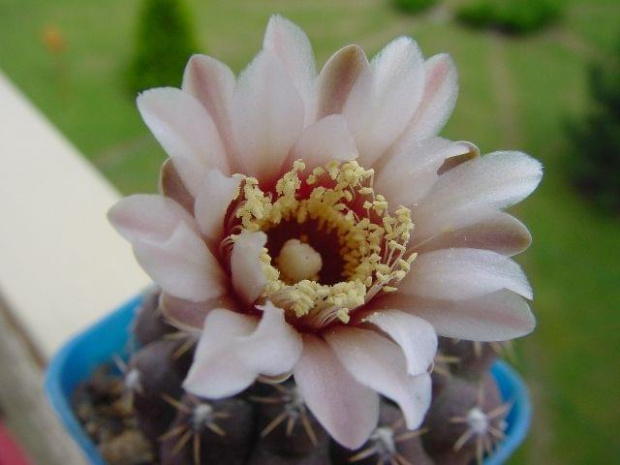 Gymnocalycium