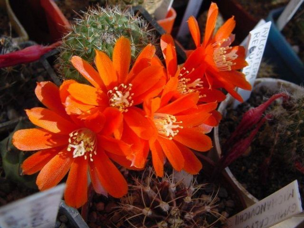 Rebutia