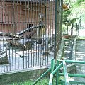 Zoo - Chorzów.