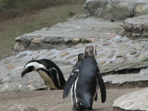 Pingwiny z "Madagaskaru". #ptaki