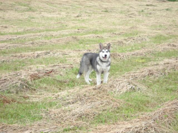 ALASKAN MALAMUTE, JULY RAIN Appalachian