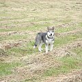 ALASKAN MALAMUTE, JULY RAIN Appalachian