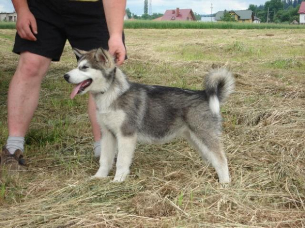 ALASKAN MALAMUTE, JULY RAIN Appalachian