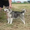 ALASKAN MALAMUTE, JULY RAIN Appalachian