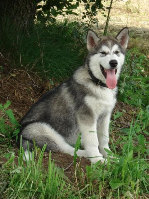 ALASKAN MALAMUTE, JULY RAIN Appalachian