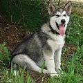 ALASKAN MALAMUTE, JULY RAIN Appalachian