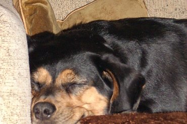 moja śliczna sunia ;) #pies #mieszaniec