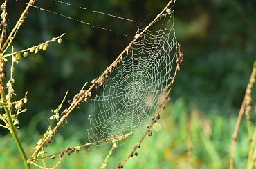 #słońce #rosa #krople #pajeczyna #liście #jesień #drzewa #kwiaty