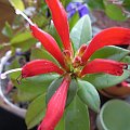 Aeschynanthus