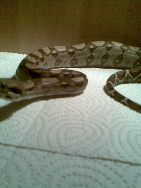 #BoaConstrictor