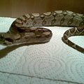 #BoaConstrictor