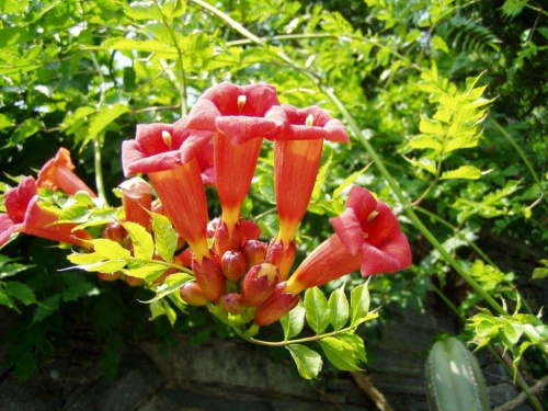 Ogród botaniczny na wyspie Mainau