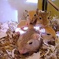 #myszoskoczki #myszoskoczek #gerbil #gerbile #skoczek
