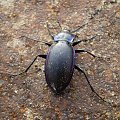 9a. Biegacz fioletowy -Carabus violaceus . Data : 04.10.2007. Miejsce : mój ogródek :) Miejscowość : Piaski Wielkopolskie .