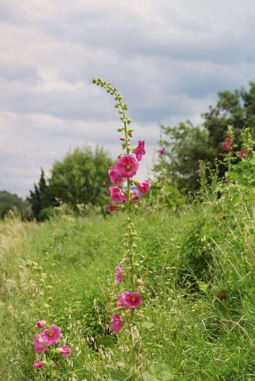 Prowansja flora