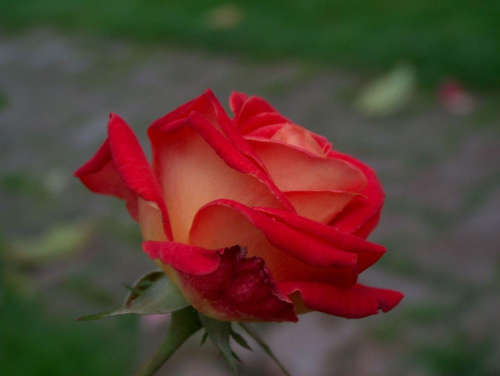 tu sie nie bawiłem i ładnie wyszlo ;D
Złootko już jest posiadaczką tej róży #przyroda