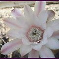 gymnocalycium #kaktusy