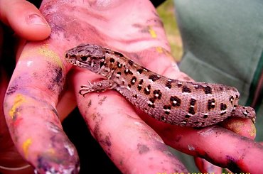 Jaszczurka #gad #ręka #jaszczurka