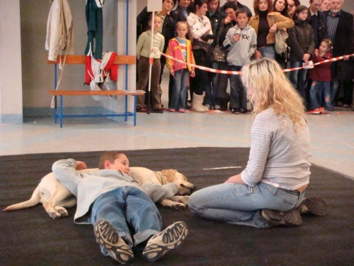 Labrador retriever Aura - pozycja relaksacyjna