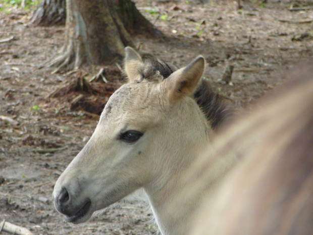 konik polski