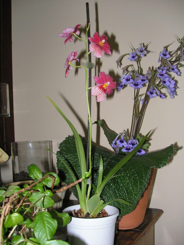 cambria 2 #storczyki #orchidea