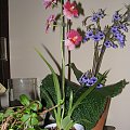 cambria 2 #storczyki #orchidea