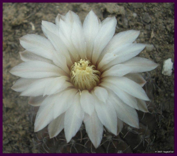 jesienny kwiatuszek Gymnocalycium #kaktusy