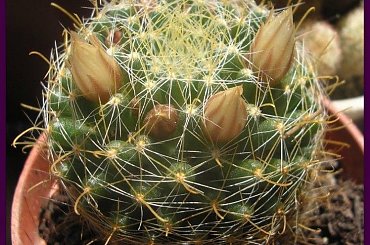 Mammillaria crinita ssp.wildii #kaktusy