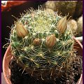 Mammillaria crinita ssp.wildii #kaktusy