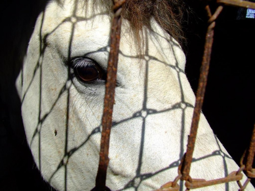 piękna biała klacz #koń #zwierzęta