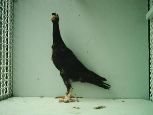 samica 2007- najmłodsza w gołębniku