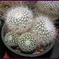 Mammillaria geminispina #kaktusy