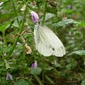 26. Bielinek bytomkowiec - Pieris napi . Data : 02.09.2007. Miejsce : obok lasu . Miejscowość : Smogorzewo .