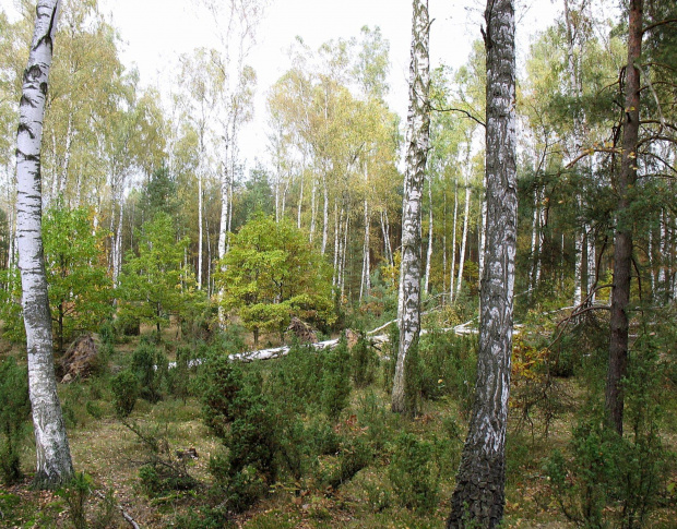 Koluszki, las, jesień #Koluszki #las #jesień
