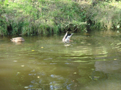 Pażdziernik 2007