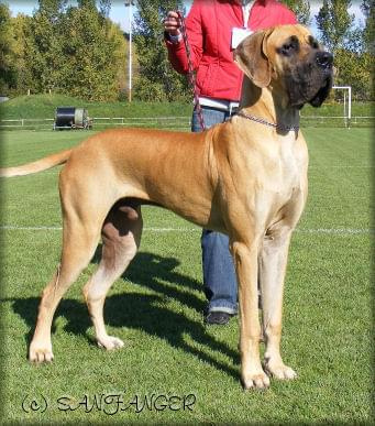 BAMBINO Giga La Gothica - Iexc, CAJC, Junior Club Champion, BIS - the Best Young Male of Slovakia Club!