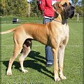 BAMBINO Giga La Gothica - Iexc, CAJC, Junior Club Champion, BIS - the Best Young Male of Slovakia Club!